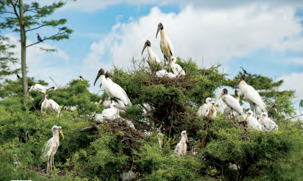 Wood storks, a bird species that nests along North Carolina’s coast, were recently removed from the federal endangered species list.
